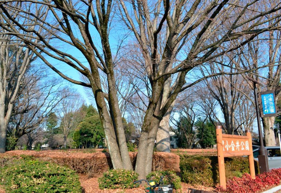 小金井公園